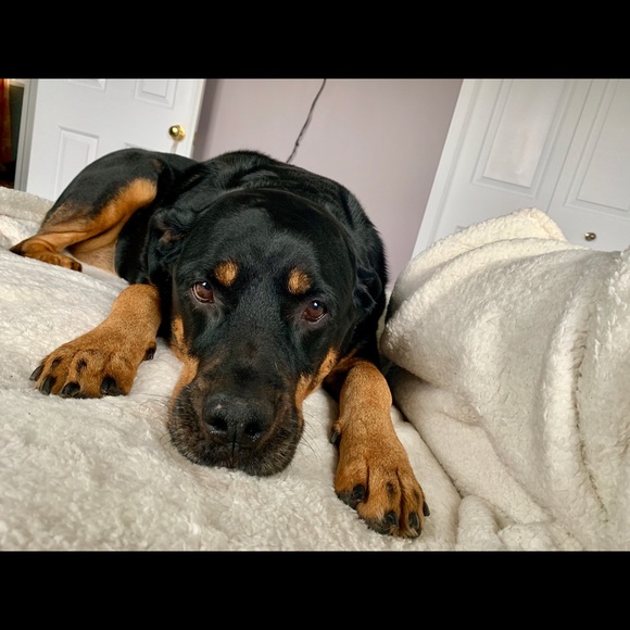 Meet your Posher, Marley - Picture 1 of 1